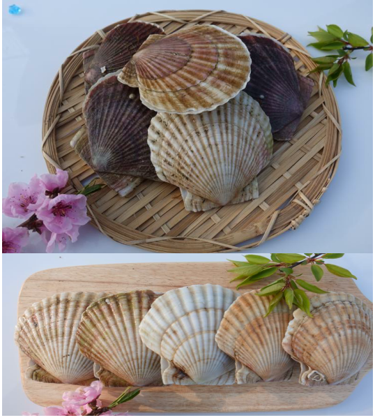 Frozen Yesso Scallop (600g, 4-5pcs)